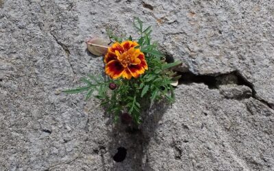 Gute Worte – Böse Worte: Eigensinn