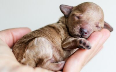 Zufrieden leben – Die FEEL-Methode