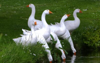 Folge nur Dir. Immer und ausschließlich.