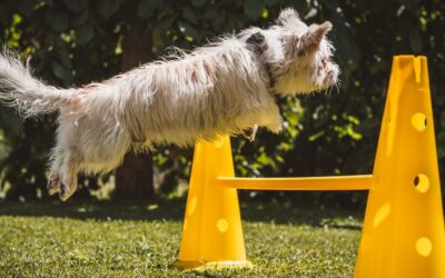 Dein Weg zu Dir – Die Hürde vieler ist …